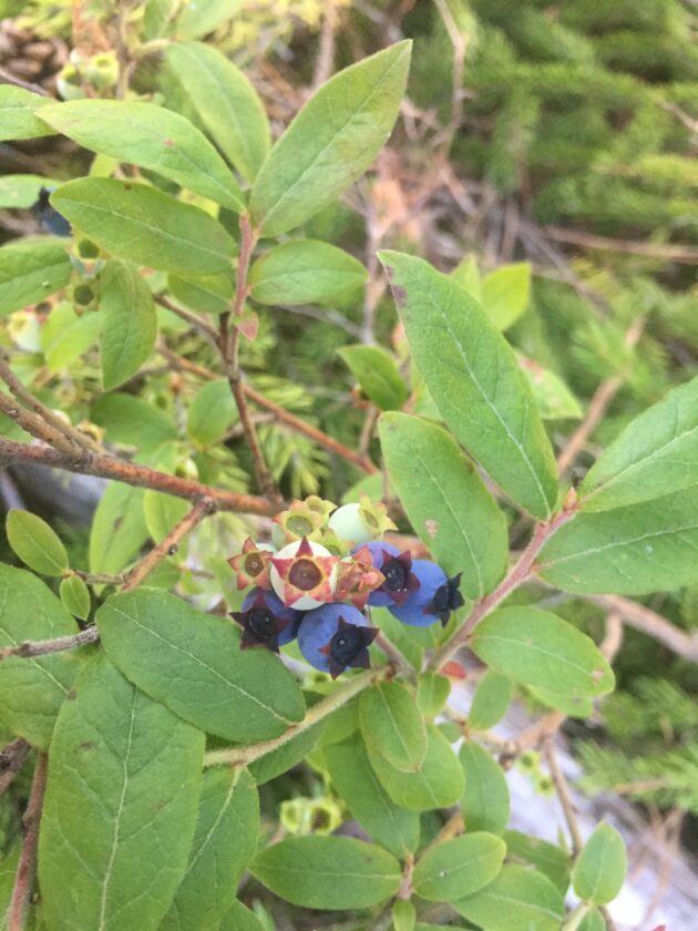 Inside Out Blood Vessel Care with Herbs Mother Earth Living